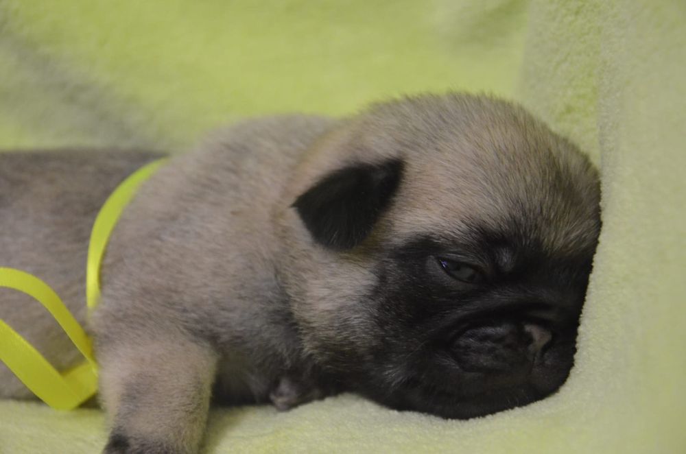 Продам щенков Мопса.