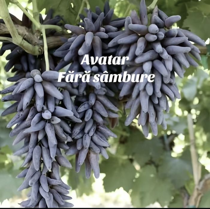 Vand butasi vita de vie anul 2 si 3