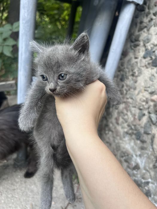 Отдаи котят 1 месяц