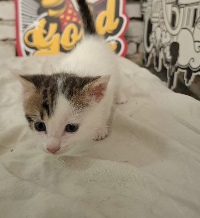 Подарява се малко котенце – спешно търси дом!