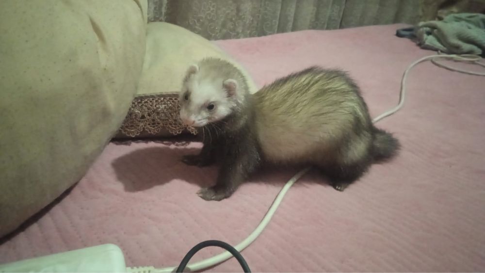 Хорек девочка на случку срочно