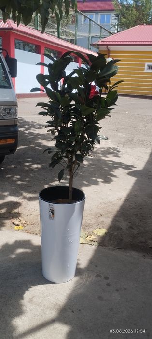 Камелия японский оптом