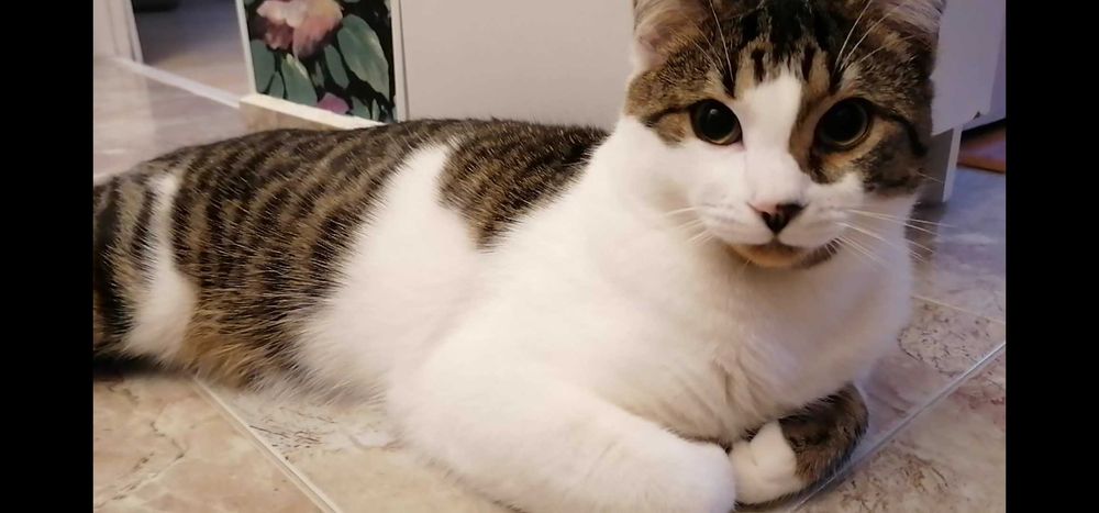 Коте Двуеточко очаква своето човешко семейство