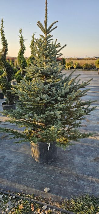 Tuia magnoli artar japonez mesteacăn tei platani