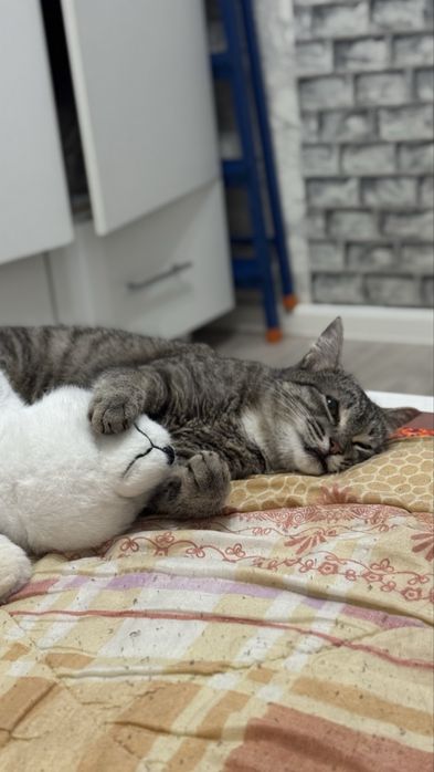 Кошка Косоглазка в добрые руки