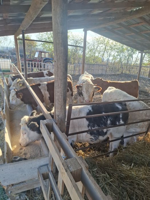 Vând viței între 200-300kg