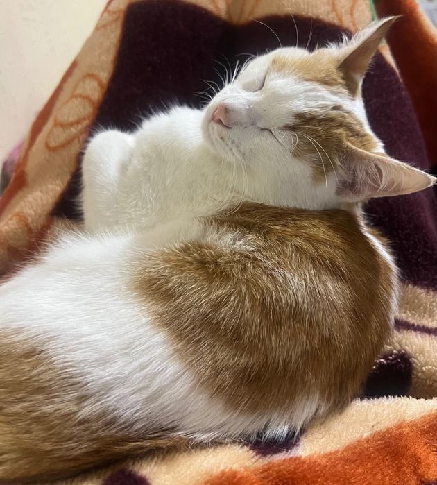 Mushuk bor, juda aqilli. ogil bola chiroyli