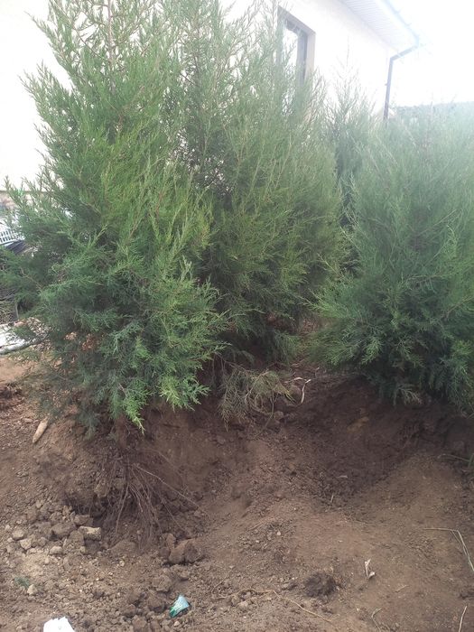 Туя домашний можевельник