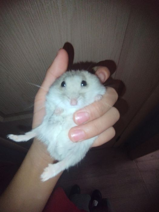 Продам хомяка с клеткой