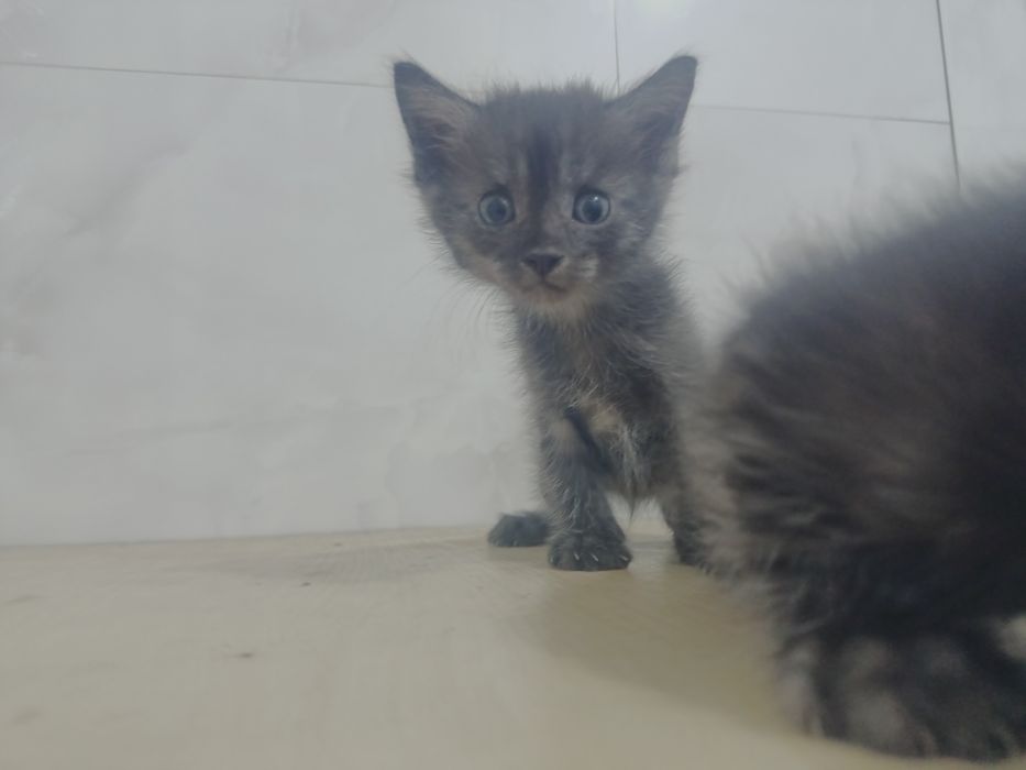 Отдам котят бесплатно