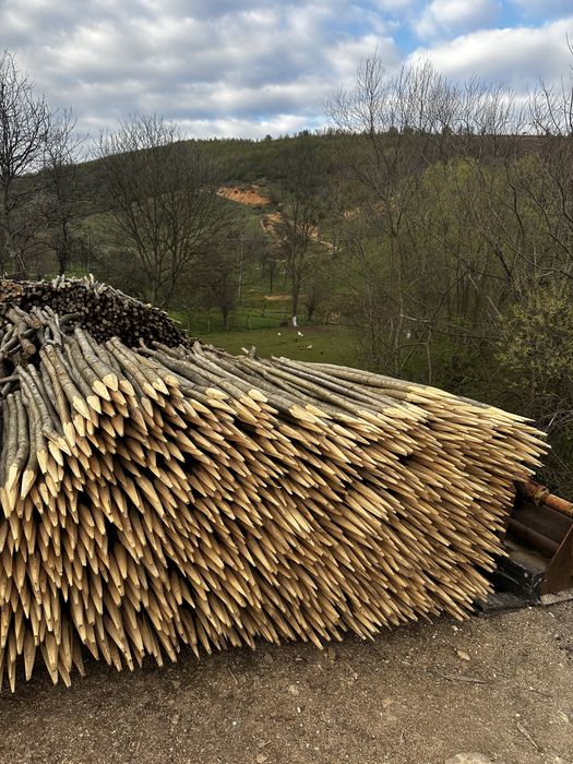 Vând parii fasole si rosii