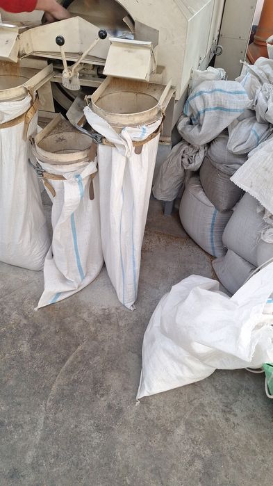 Sămânță lucernă 2025