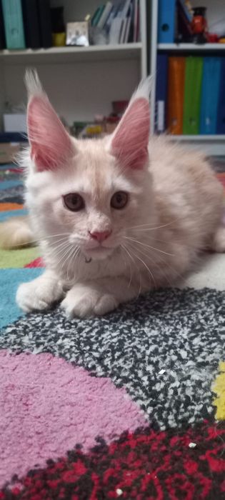 Pisica mainecoon