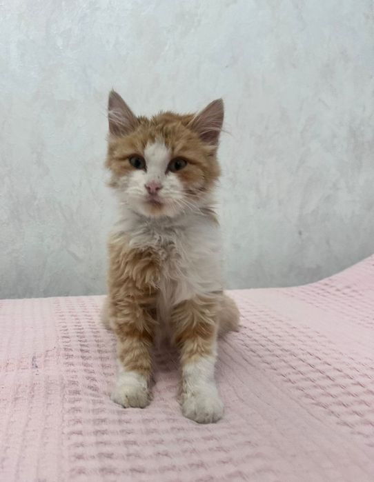 Котенок  рыжий в дар