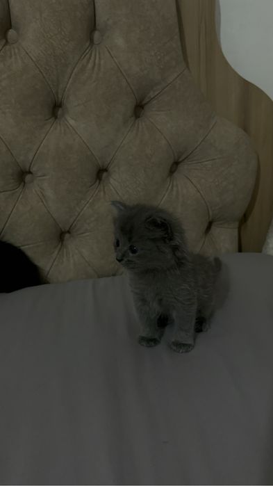Scottish Fold мысык