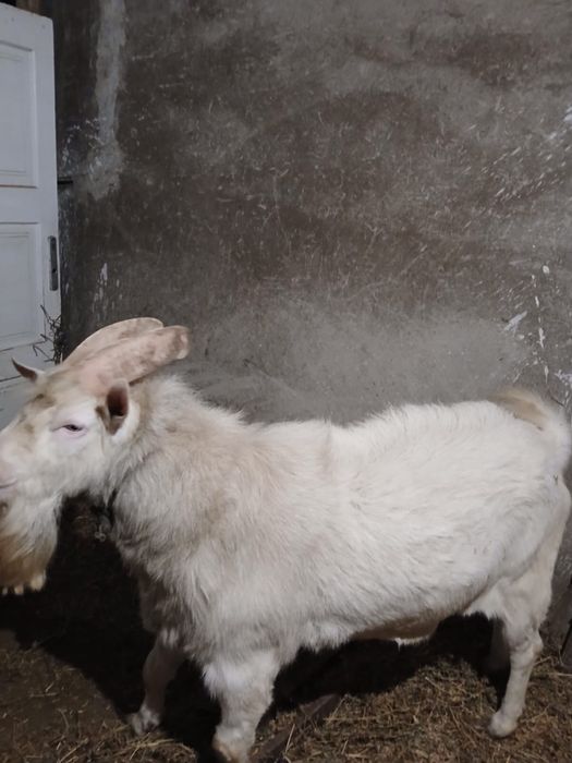 Vand țap, pret negociabil