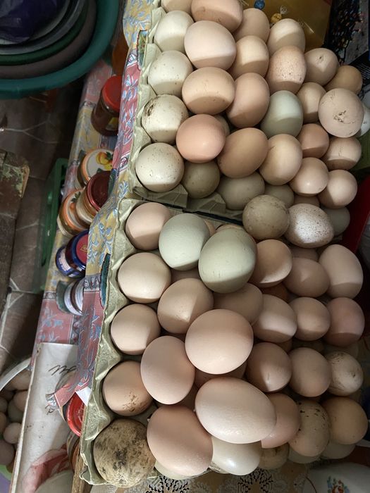 Oua de vanzare,pret in privat