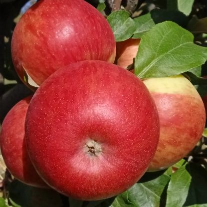 Саженцы домашние