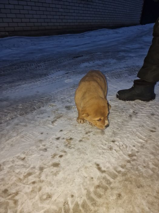 Продам щенков САО.