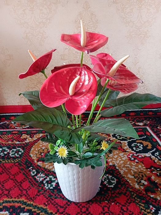 Оптим нархда суний гуллар