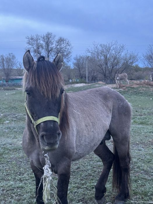 Продам жеребца держал табун