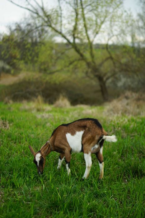 Vand Tap+ 2 Capre alpina franceza