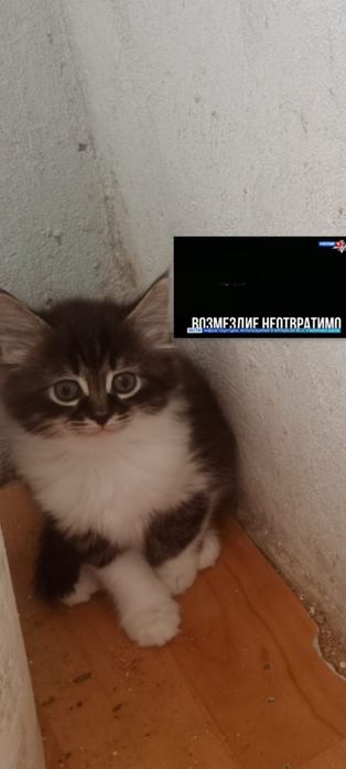 Марғау бар, тегін