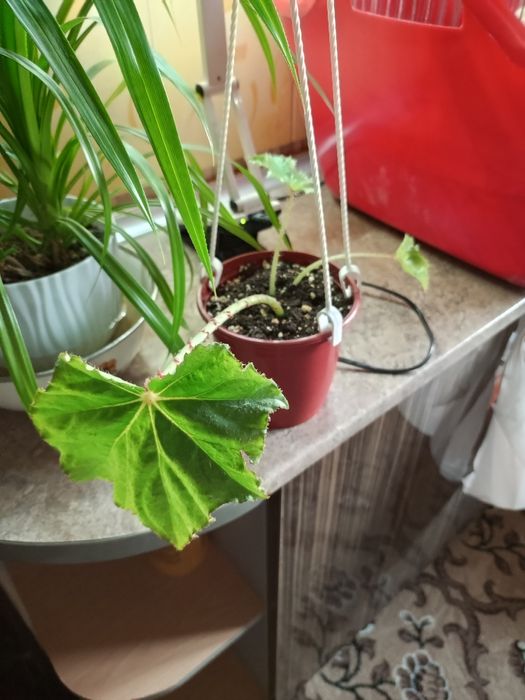 Продам свои комнатные растения