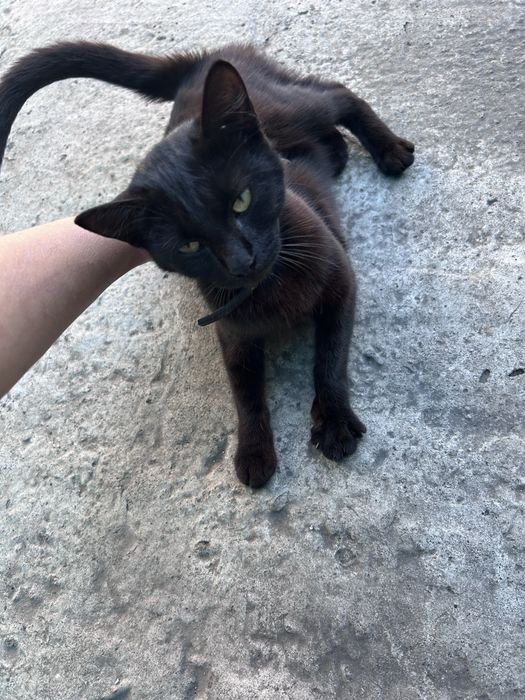Кошечка в добрые руки