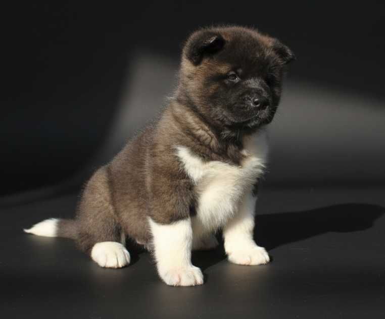 Щенок американской акиты, девочка