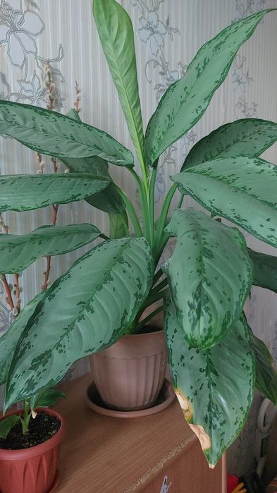 Домашние цветы,для дома,офисов.