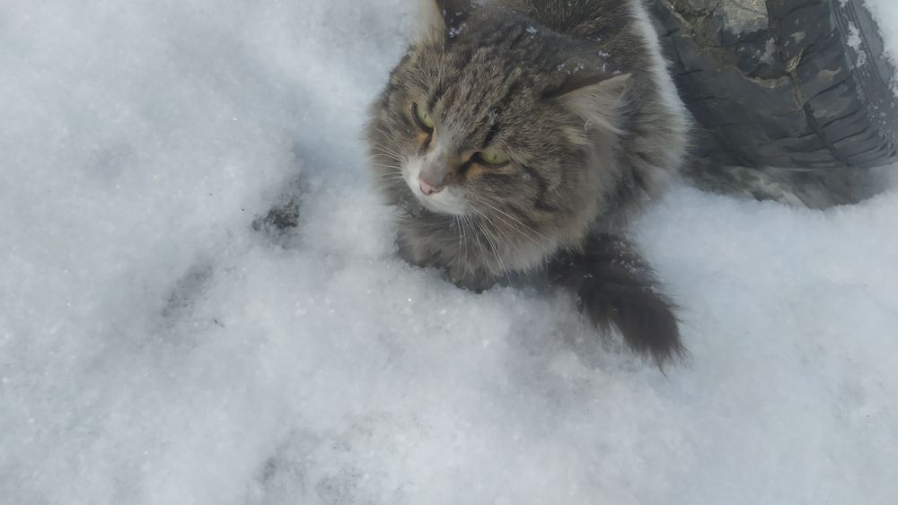 Хотят найти дом!!