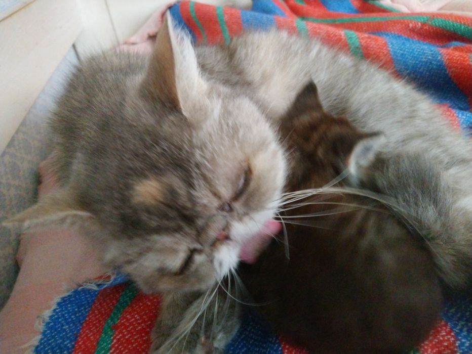 Продам котёнка экзот