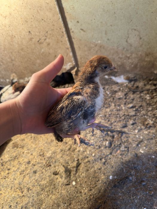 Цыплята кучинский ситсилевый