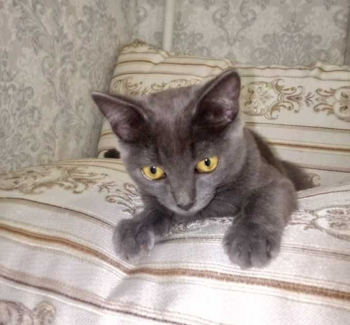 Котики редкой породы