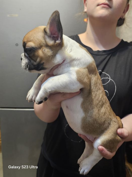 Французский бульдожек