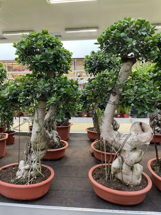 Бонсай символ богатства