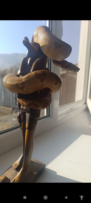 Императорский удав самка