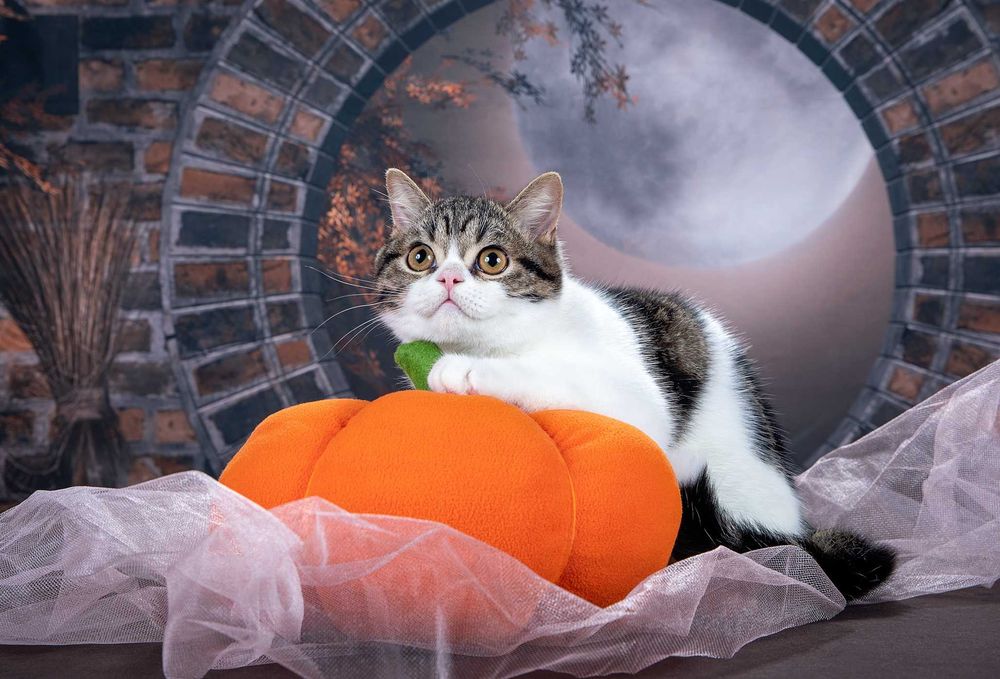 Шотландский котик