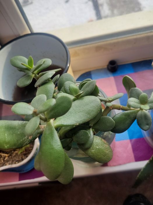 Комнатные цветы разные