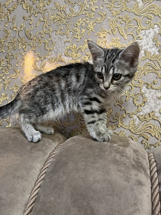 котенок девочка