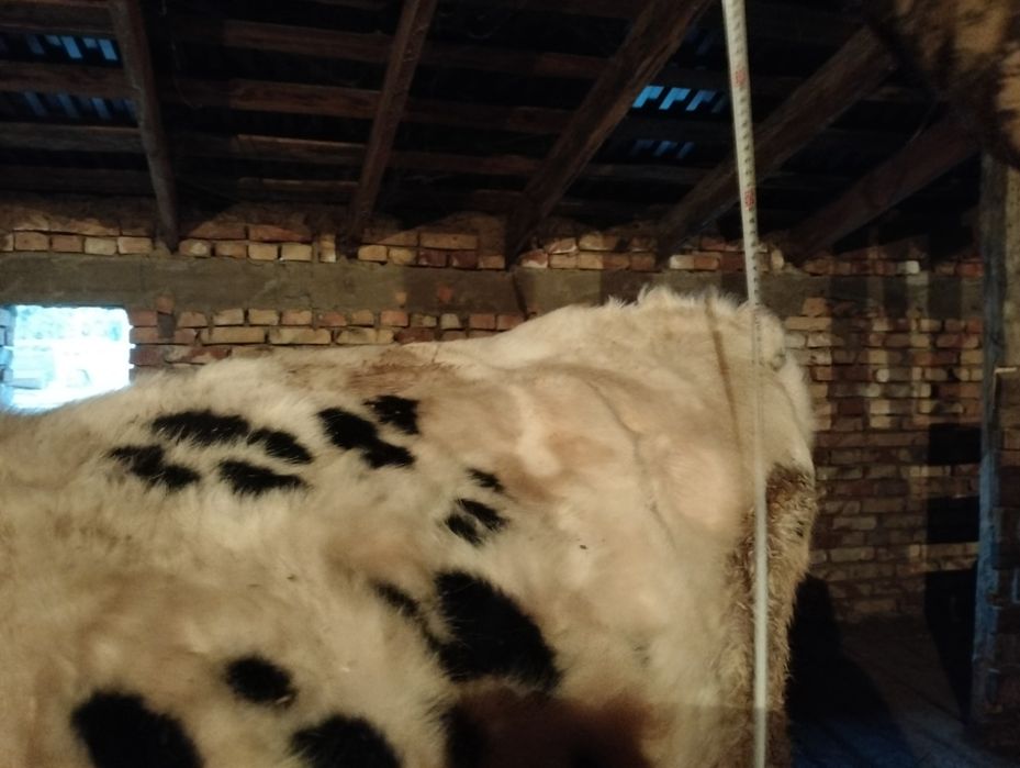 Гольштейн бычок 1.5