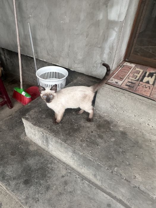 Donez pui de  pisica siameza