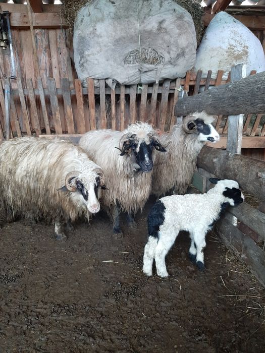 3 oi cu miel de vanzare