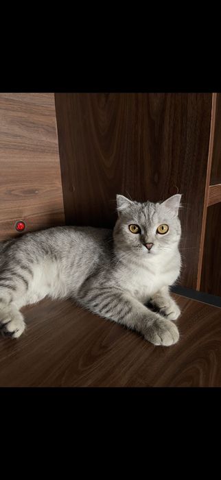 Потерялась кошка