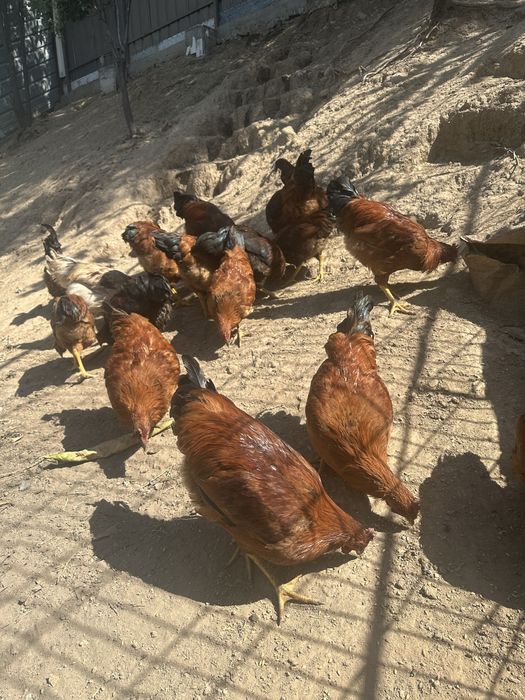 Продам молодых Петушков