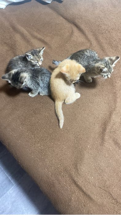 Отдам котят в добрые руки