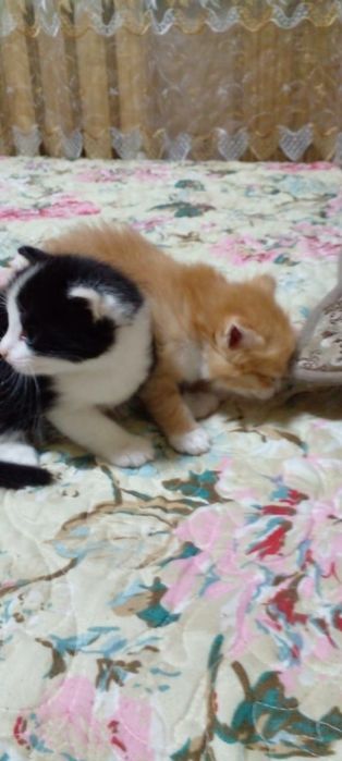 Отдам котят бесплатно