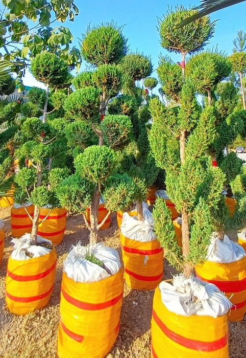 Йевропадан келтирилган узмзда йетиштирилган Кипарс Арчалармз бор