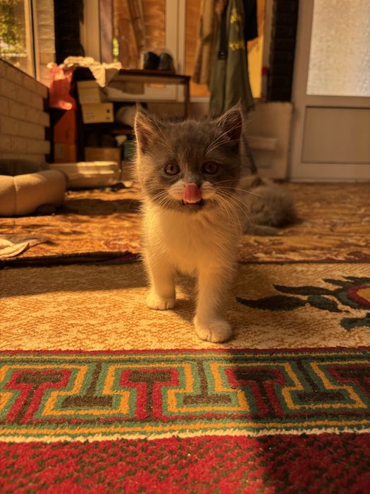 продаются котята